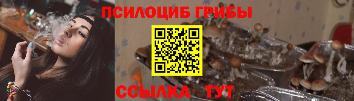 Псилоцибиновые грибы Psilocybine cubensis Ржев